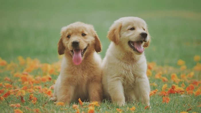 Cavapoo puppies two background dog