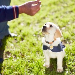 Jennifer is interested in training two puppies