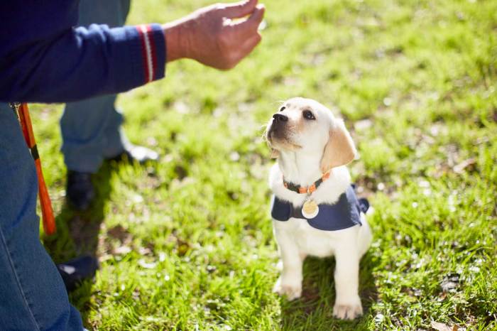 Jennifer is interested in training two puppies